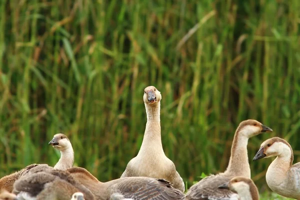 Schwarm der Hausgänse — Stockfoto