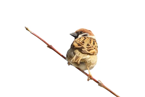 Moineau domestique sur brindille sur blanc — Photo