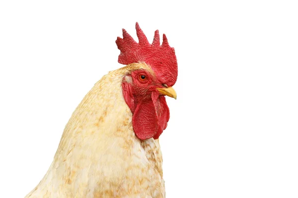 Isolated portrait of white rooster — Stock Photo, Image