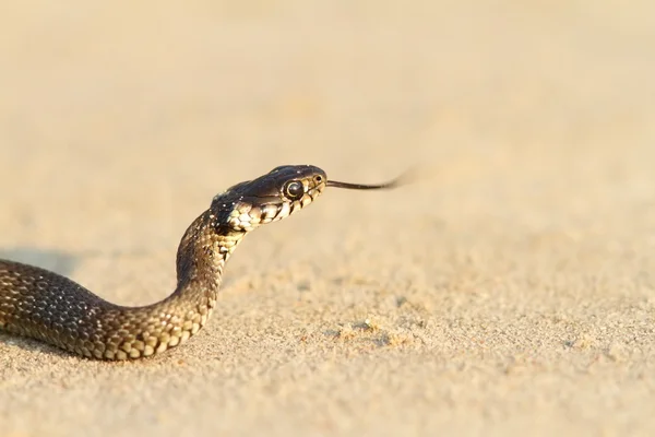 Cobra de grama juvenil na areia — Fotografia de Stock