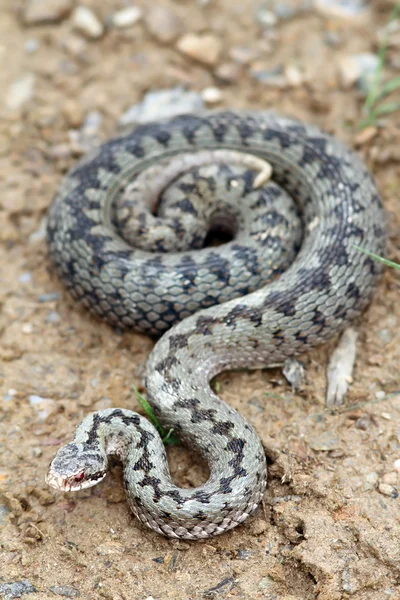 Large beautiful female berus viper — Stock Photo, Image