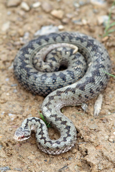 Большая красивая самка берус-гадюка
