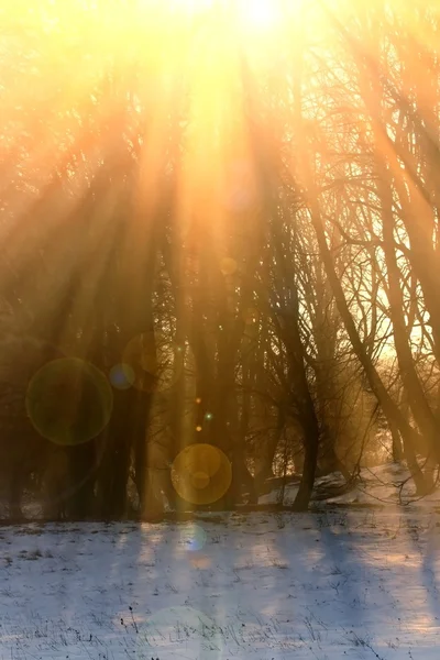 木の上のオレンジの太陽光線 — ストック写真