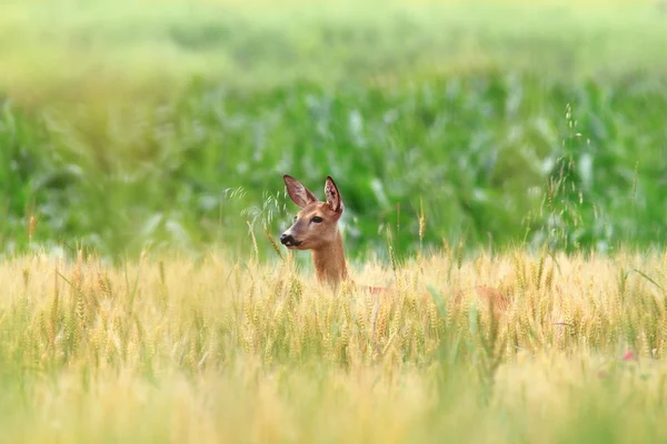 Roe deer doe in wheat field — Stock Photo, Image