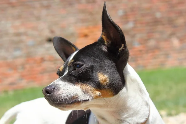 Chihuahua portrait — Stock Photo, Image