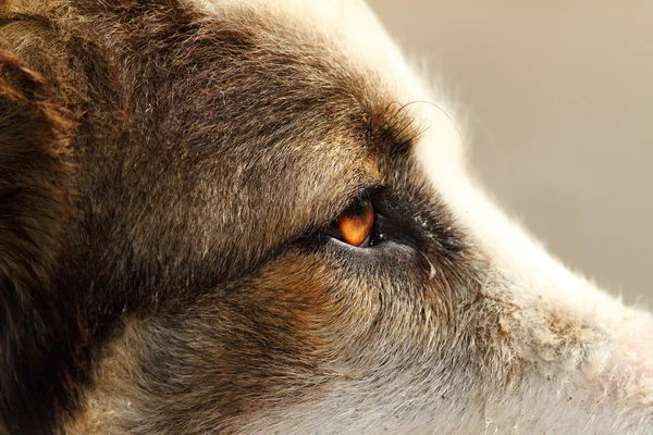 Close-up on romanian shepherd head — Stock Photo, Image