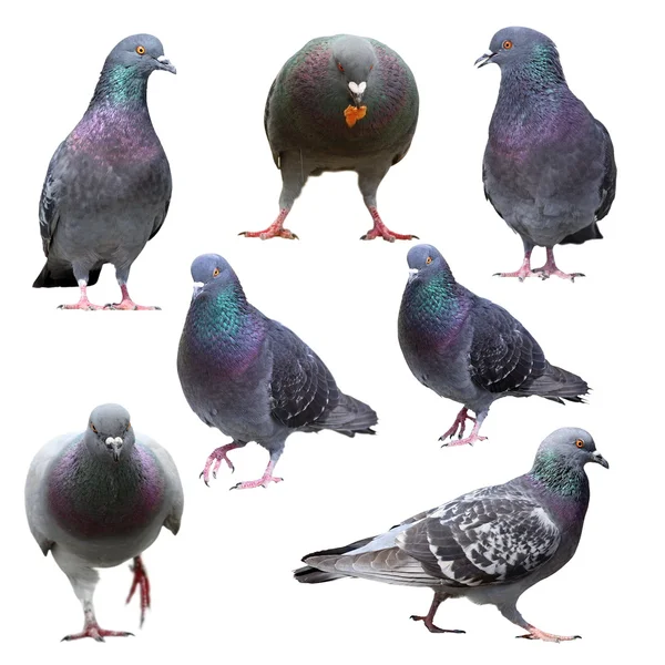 Collection of isolated pigeons — Stock Photo, Image