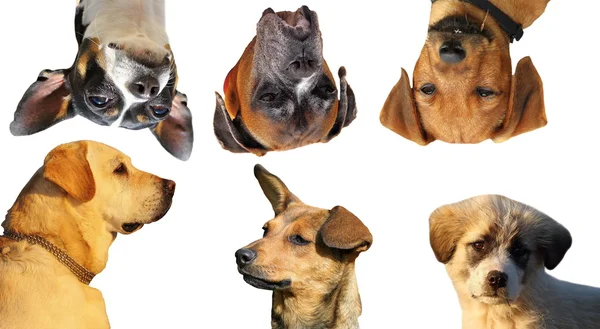 Verzameling hond portretten — Stockfoto