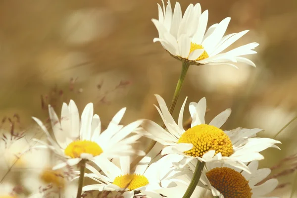 Madeliefjes — Stockfoto