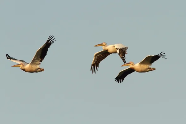 Great pelicans flying together over the sky — Stock Photo, Image