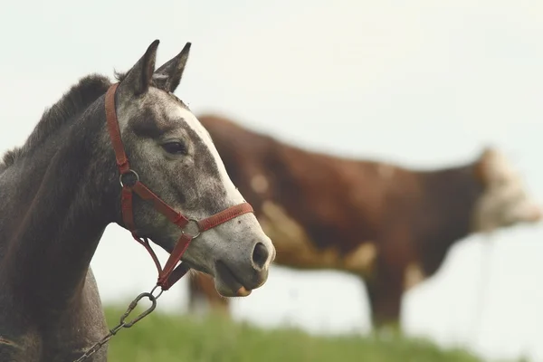 Portrét koně na farmě — Stock fotografie