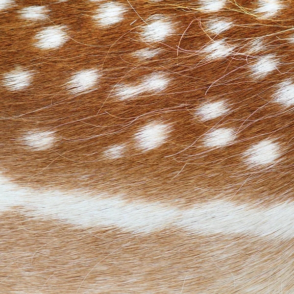 Fallow deer real pelt texture — Stock Photo, Image