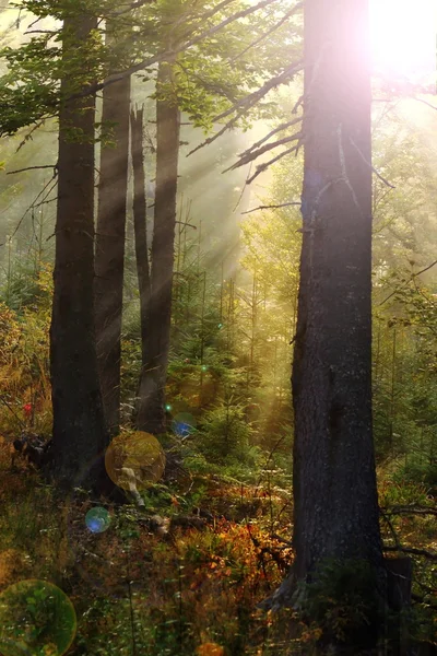 Luz mágica na floresta — Fotografia de Stock