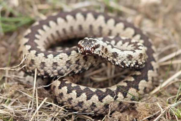 Змея обыкновенная
 