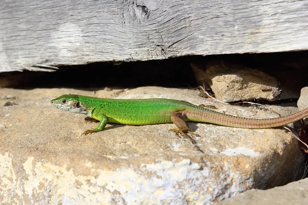 Lagarto verde europeo macho — Foto de Stock