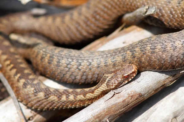 Narancssárga női berus viper úszunk — Stock Fotó