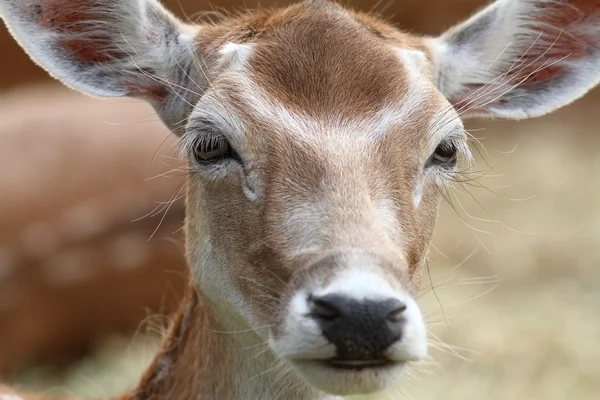 Porträt einer Damwildhirsch-Hirschkuh — Stockfoto