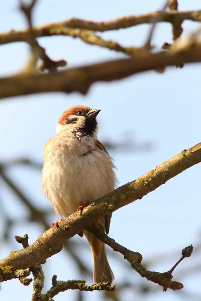 Trots op mannelijke sparrow — Stockfoto