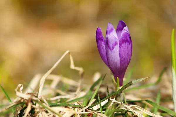 Na jaře divoký šafrán — Stock fotografie