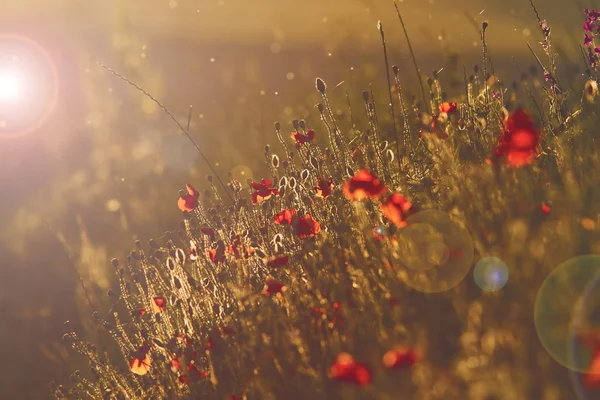 Wild poppies at sunset — Stock Photo, Image