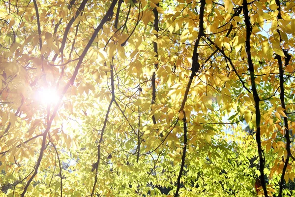Promienie słońca przenikają przez liście — Zdjęcie stockowe