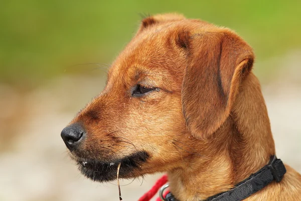 Vizsla puppy portrait — Stock Photo, Image