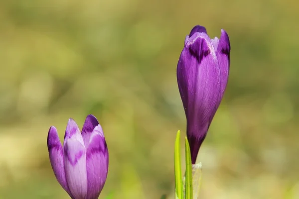 Wild purple spring crocusses — Stock Photo, Image