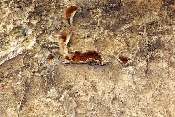 Serpula lacrymans fungus — Stock Image Serpula lacrymans fungus Stock Photo