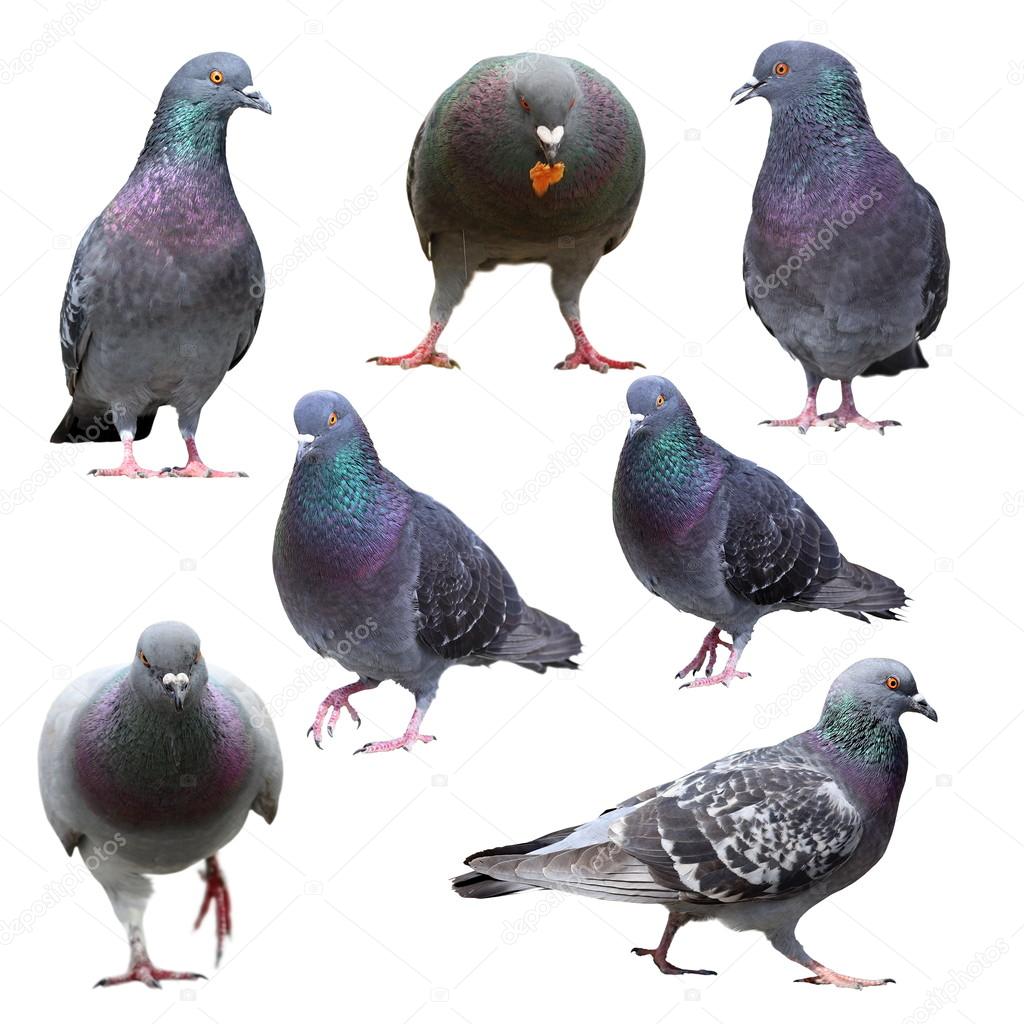 collection of isolated pigeons
