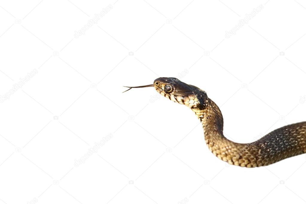 grass snake isolated on white