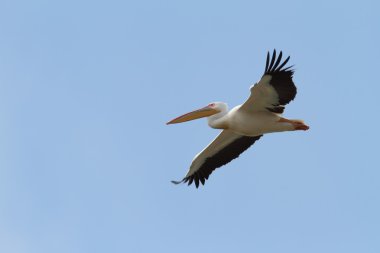 Mavi gökyüzü üzerinde uçuş Pelecanus onocrotalus