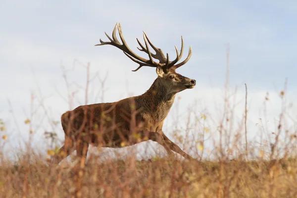 Vackra kronhjort stag på flykt — Stockfoto