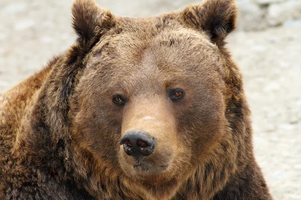 Portret wielki niedźwiedź brunatny — Zdjęcie stockowe