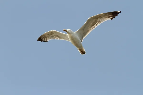 Caspian gull over blue sky — Stock Photo, Image