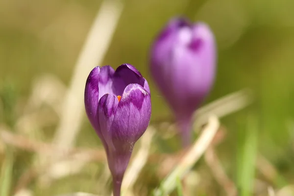 Närbild av vilda våren krokus — Stockfoto