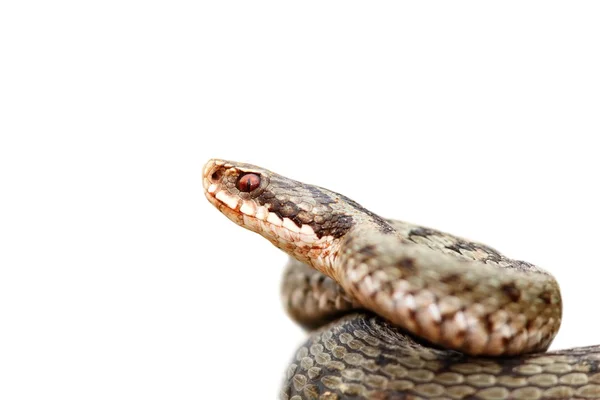 Nahaufnahme einer isolierten Kreuzotter — Stockfoto