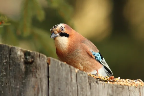 Colorful jay on a stump — Stock Photo, Image