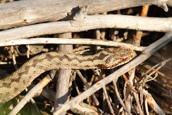 Gemeenschappelijke adder zonnebaden op twijgen — Stockfoto