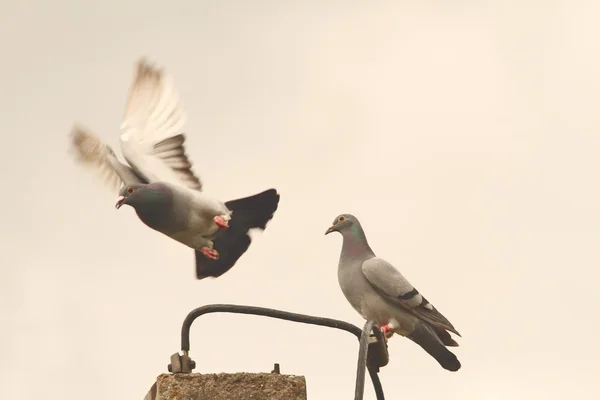 Domestic pigeons — Stock Photo, Image