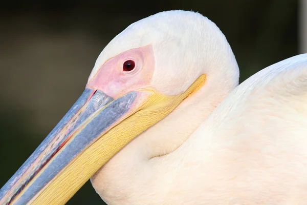 Great pelican close up — Stock Photo, Image