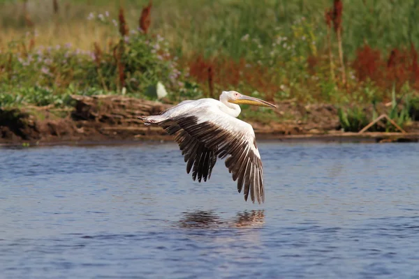 Mare pelican care zboară peste mlaștini — Fotografie, imagine de stoc