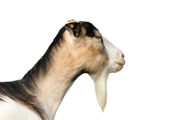 Na białym tle portret koza — Zdjęcie stockowe