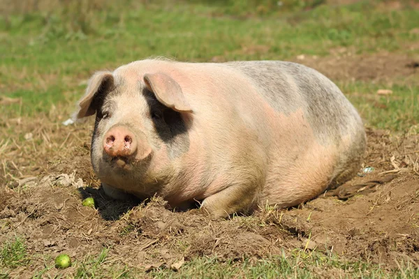 Lazy sow laying down — Stock Photo, Image