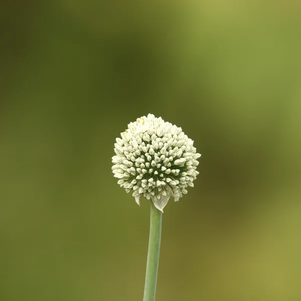 Zwiebelblume auf grünem Hintergrund — Stockfoto