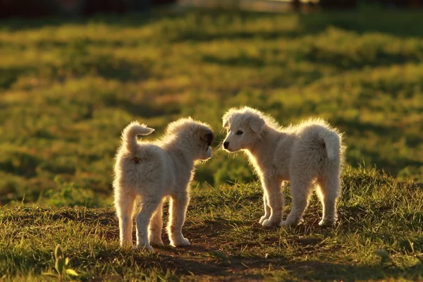 Cuccioli di pastore che giocano alla luce del tramonto — Foto Stock