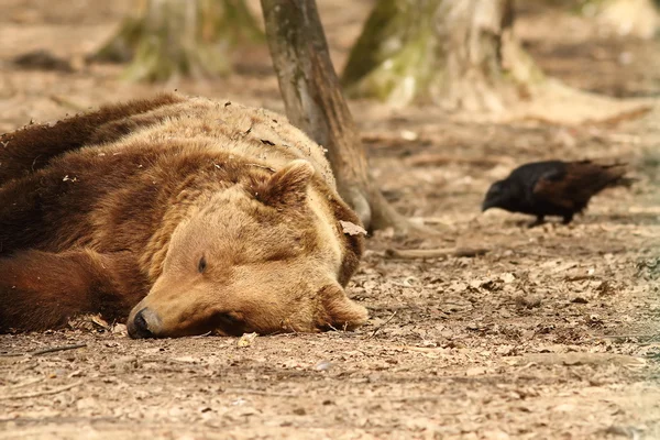 Śpiący niedźwiedź i wieża — Zdjęcie stockowe