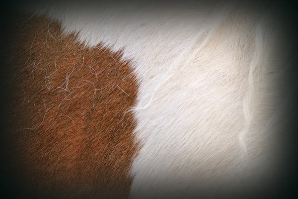 Texture of pony fur — Stock Photo, Image