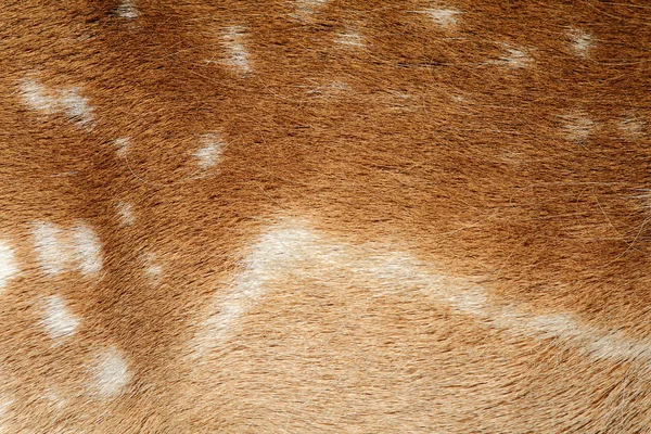 Piel texturizada de un ciervo en barbecho — Foto de Stock