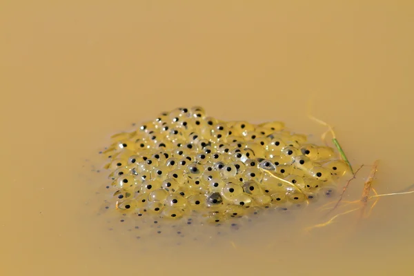 Uova di rospo in acqua — Foto Stock