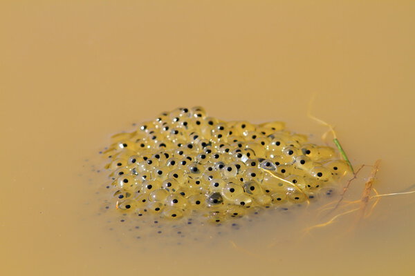 toad eggs in water